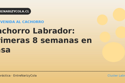 Cachorro Labrador: primeras 8 semanas en casa