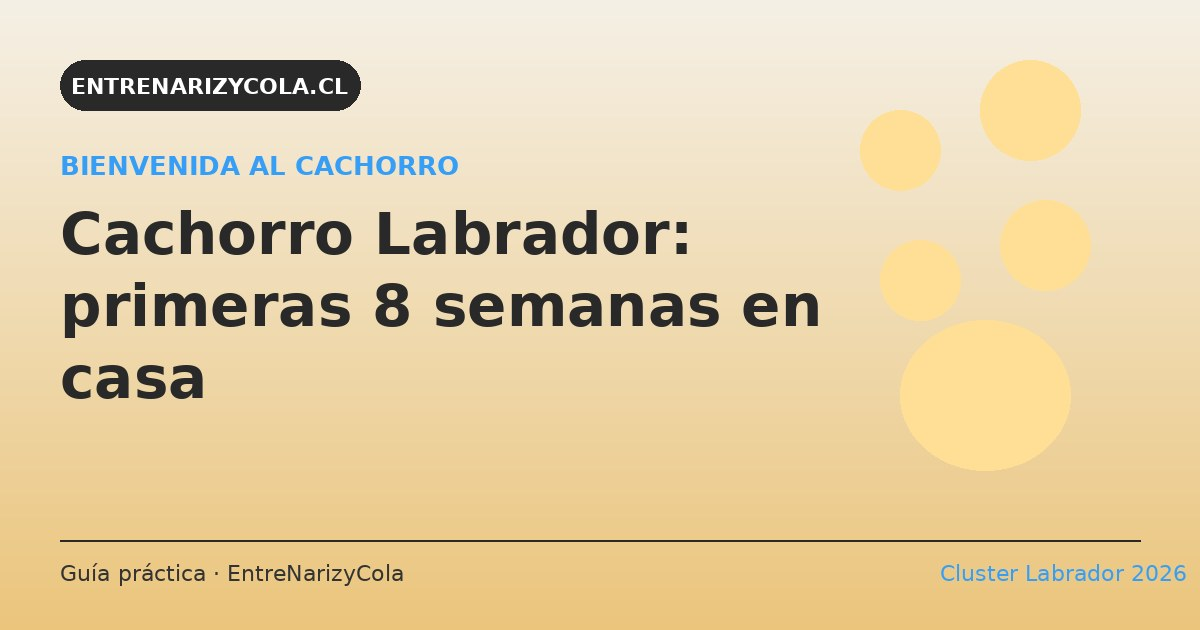 Cachorro Labrador: primeras 8 semanas en casa
