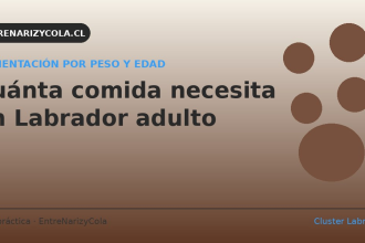 Cuánta comida necesita un Labrador adulto: tabla por peso y edad