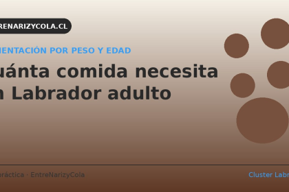 Cuánta comida necesita un Labrador adulto: tabla por peso y edad