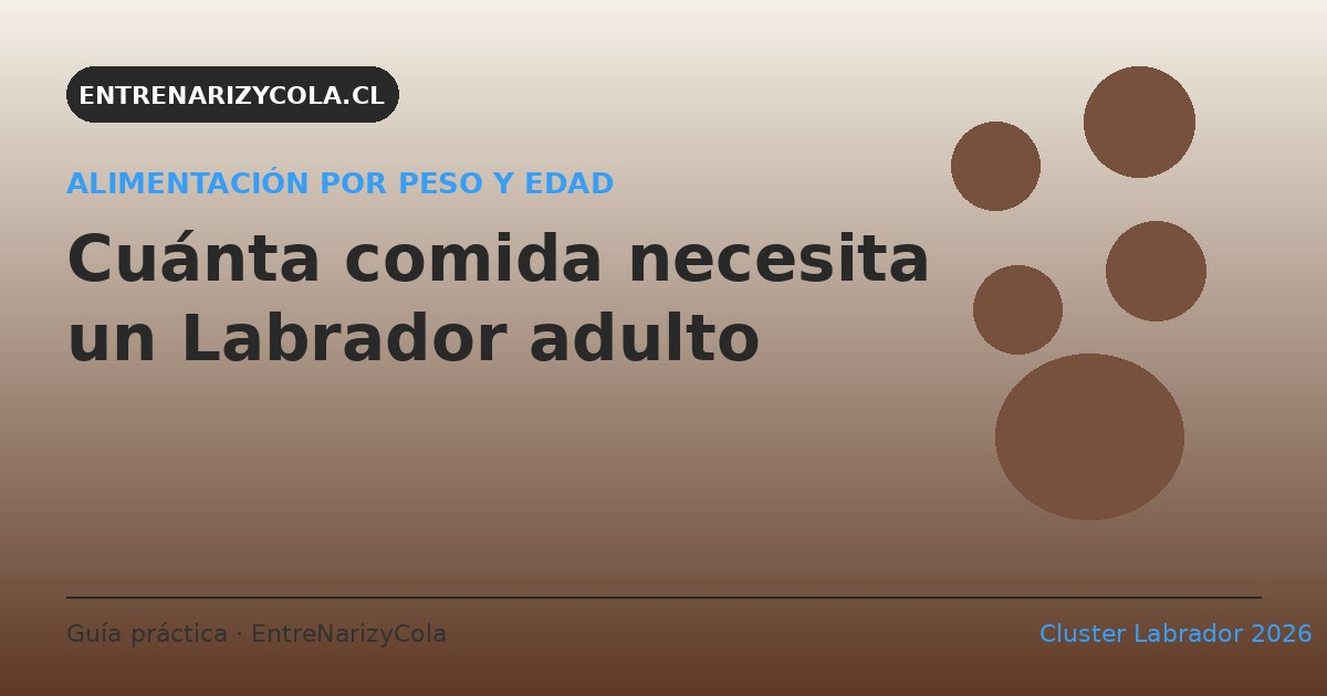 Cuánta comida necesita un Labrador adulto: tabla por peso y edad