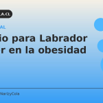 Rutina de ejercicio semanal para Labrador adulto