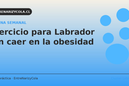 Rutina de ejercicio semanal para Labrador adulto