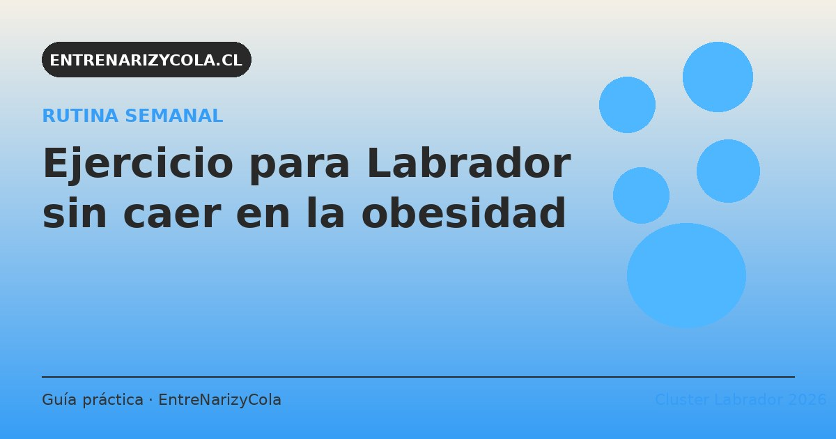 Rutina de ejercicio semanal para Labrador adulto