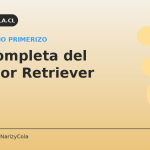Labrador Retriever amarillo: guía completa del dueño primerizo