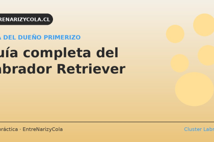 Labrador Retriever amarillo: guía completa del dueño primerizo