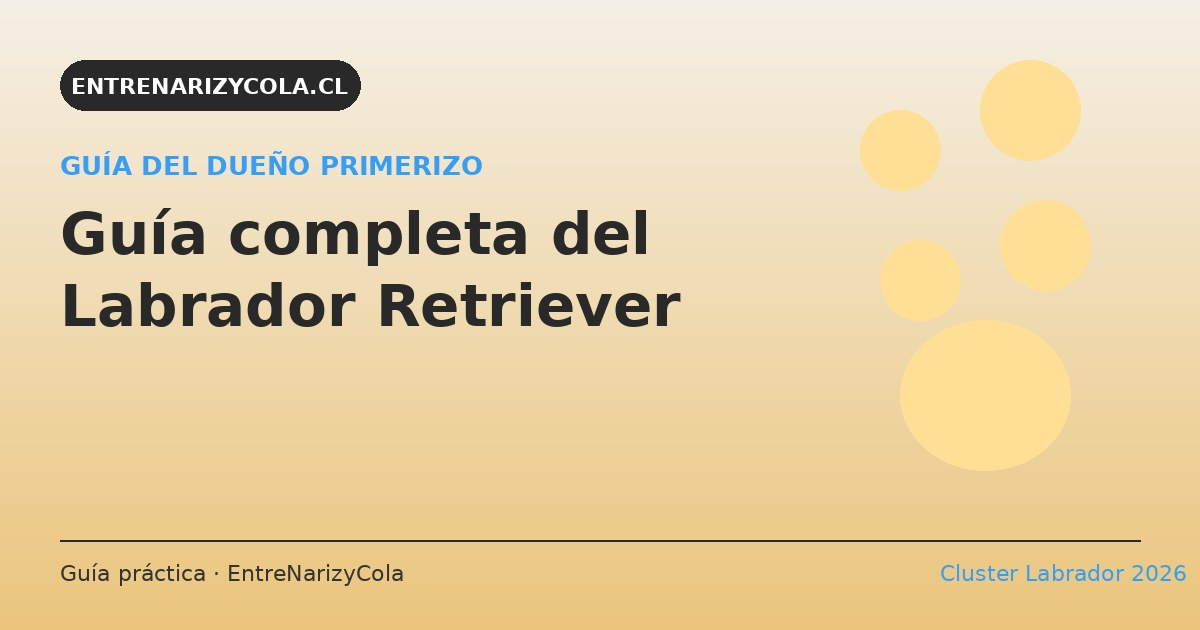 Labrador Retriever amarillo: guía completa del dueño primerizo