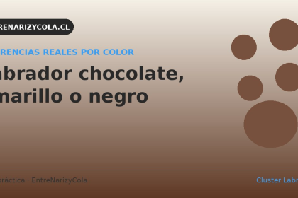 Labrador chocolate, amarillo y negro: diferencias reales