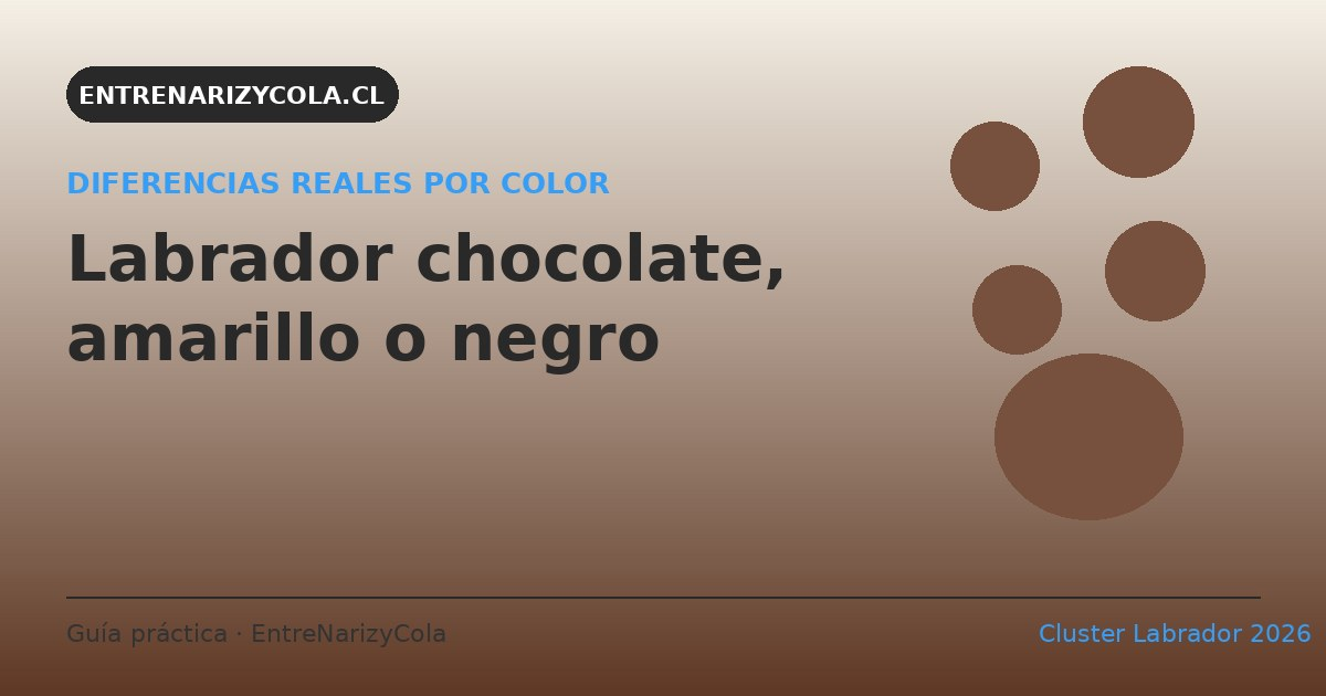 Labrador chocolate, amarillo y negro: diferencias reales