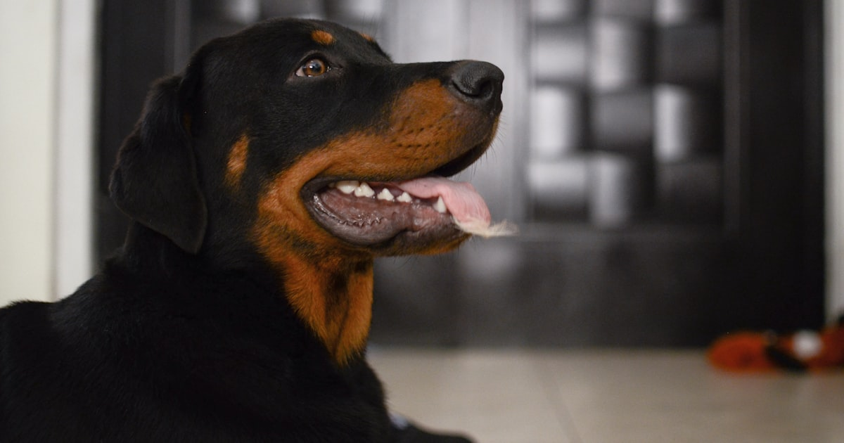 Rottweiler en Chile: temperamento, salud, Ley Cholito y costo real 2026