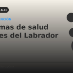 Problemas de salud comunes del Labrador Retriever
