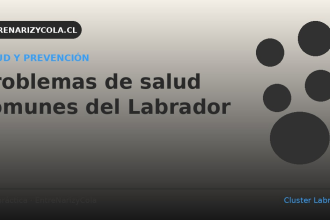 Problemas de salud comunes del Labrador Retriever
