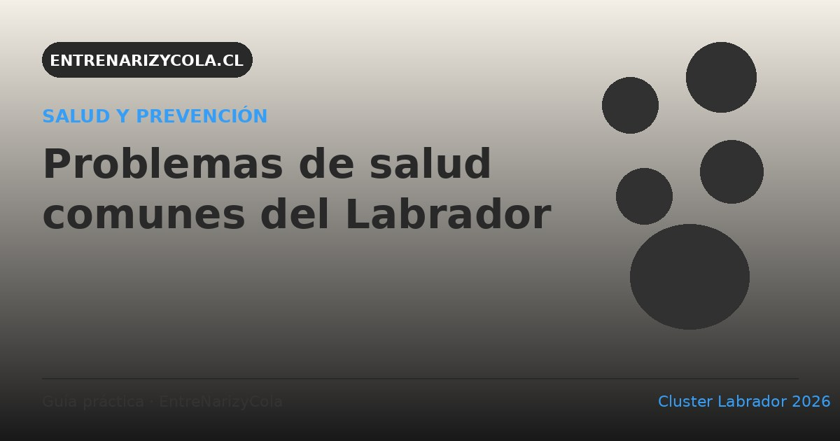 Problemas de salud comunes del Labrador Retriever