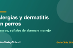 Perro rascándose por dermatitis alérgica, guía de cuidado de la piel en Chile
