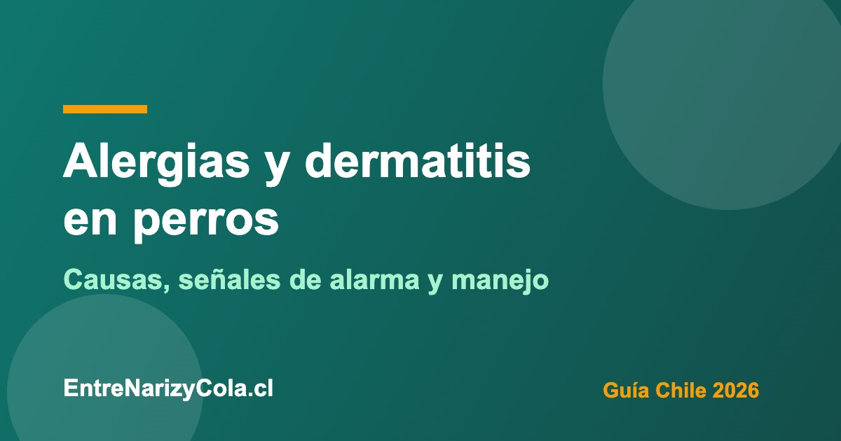 Perro rascándose por dermatitis alérgica, guía de cuidado de la piel en Chile