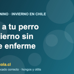 Perro siendo secado con toalla tras el baño en invierno chileno