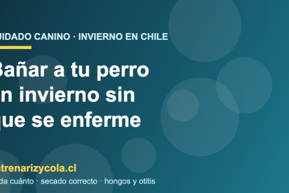 Perro siendo secado con toalla tras el baño en invierno chileno