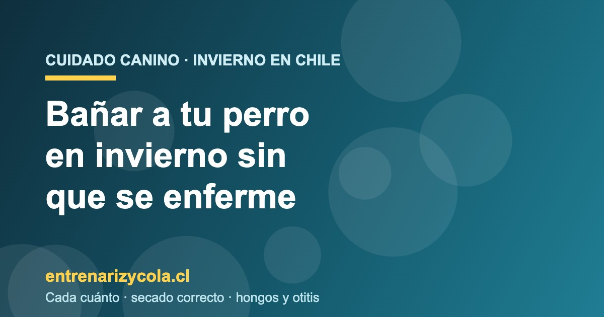 Perro siendo secado con toalla tras el baño en invierno chileno