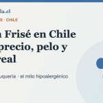 Bichón Frisé en Chile: precio, peluquería y salud