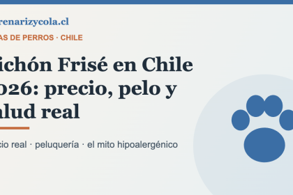 Bichón Frisé en Chile: precio, peluquería y salud