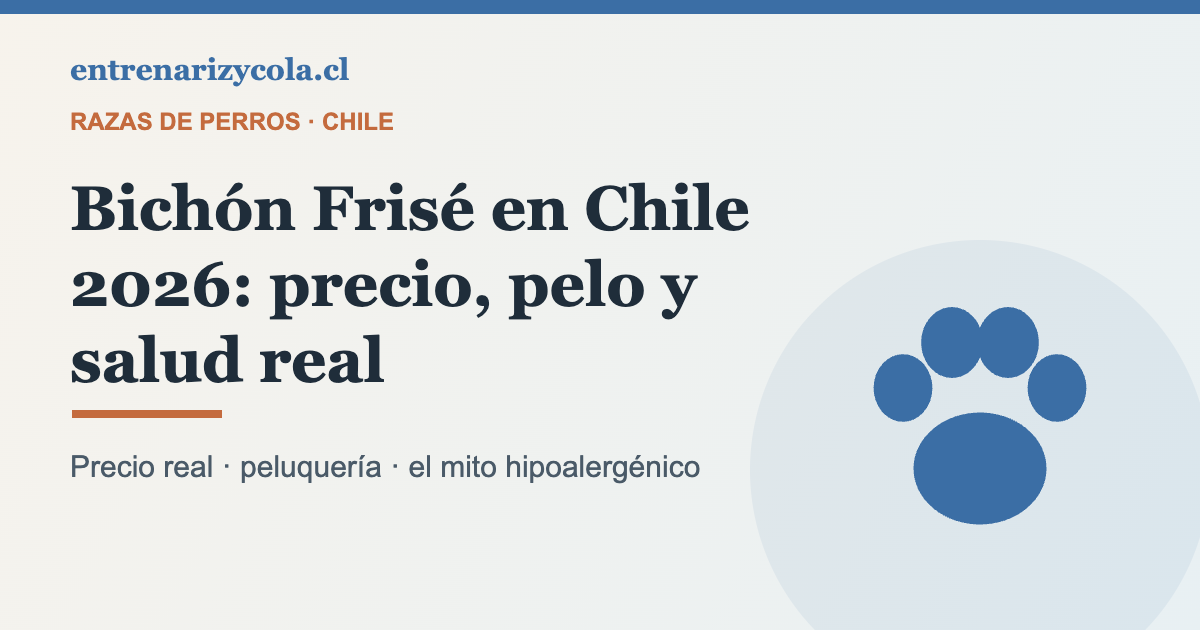 Bichón Frisé en Chile: precio, peluquería y salud