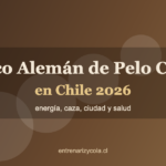 Braco Alemán de Pelo Corto en Chile 2026: energía, caza, ciudad y salud