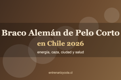 Braco Alemán de Pelo Corto en Chile 2026: energía, caza, ciudad y salud
