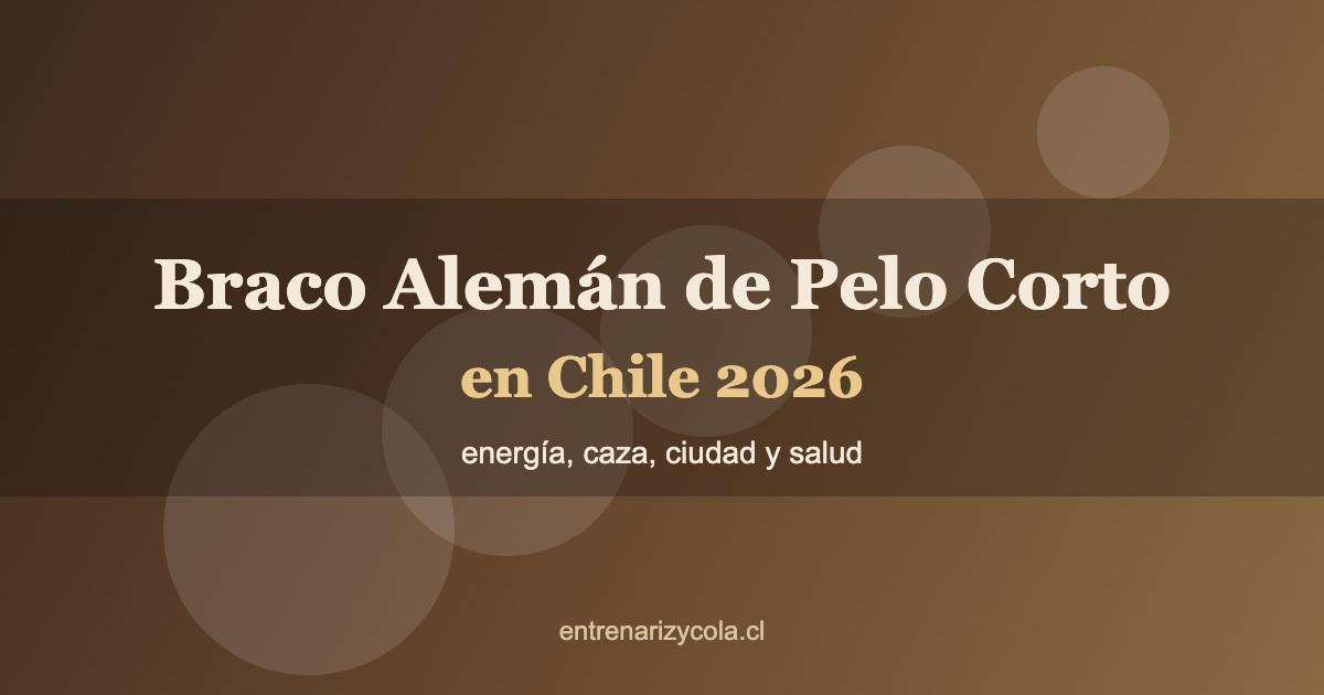 Braco Alemán de Pelo Corto en Chile 2026: energía, caza, ciudad y salud