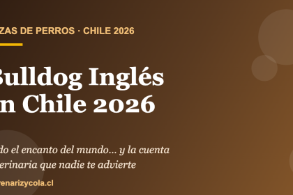 Bulldog Inglés en Chile 2026: encanto, salud frágil y el costo veterinario real de la raza