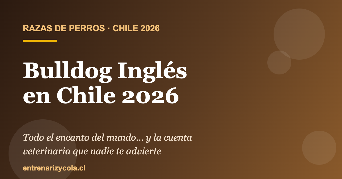 Bulldog Inglés en Chile 2026: encanto, salud frágil y el costo veterinario real de la raza