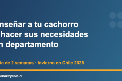 Cachorro aprendiendo a hacer sus necesidades sobre empapador en un departamento en invierno