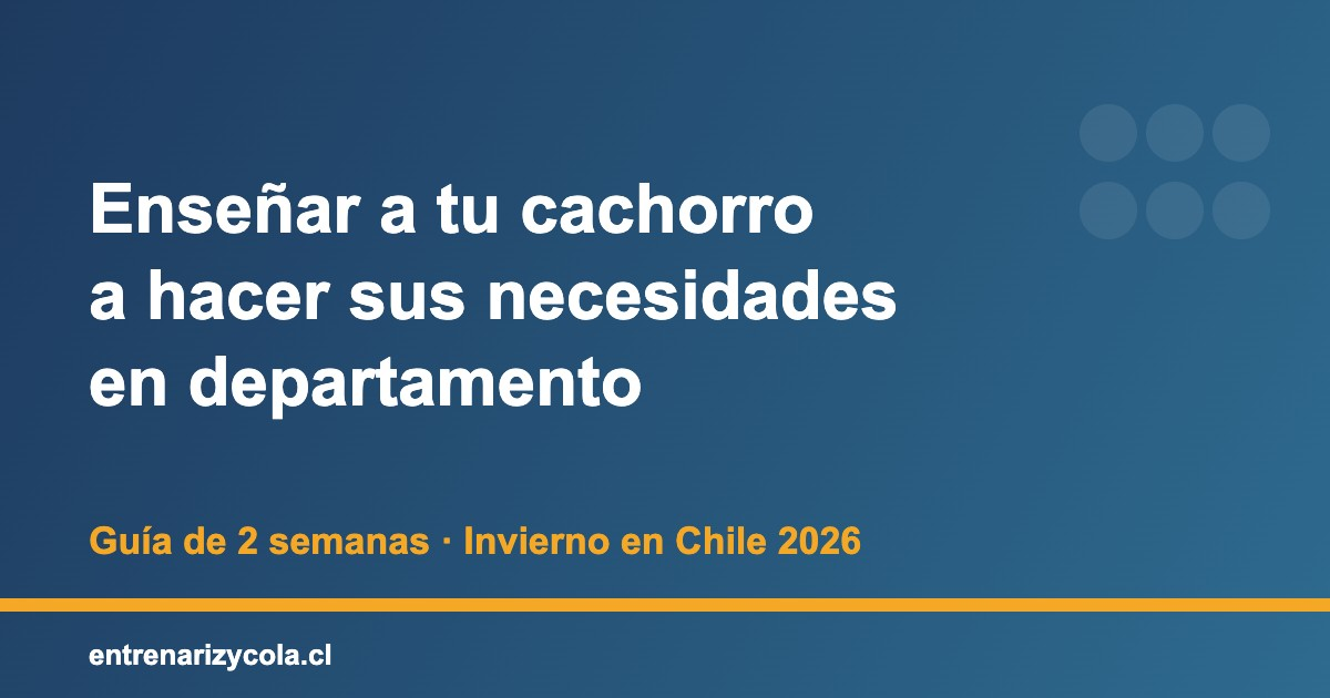 Cachorro aprendiendo a hacer sus necesidades sobre empapador en un departamento en invierno