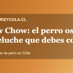 Chow Chow, raza de perro tipo oso de peluche, guía en Chile