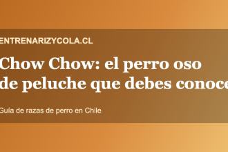 Chow Chow, raza de perro tipo oso de peluche, guía en Chile