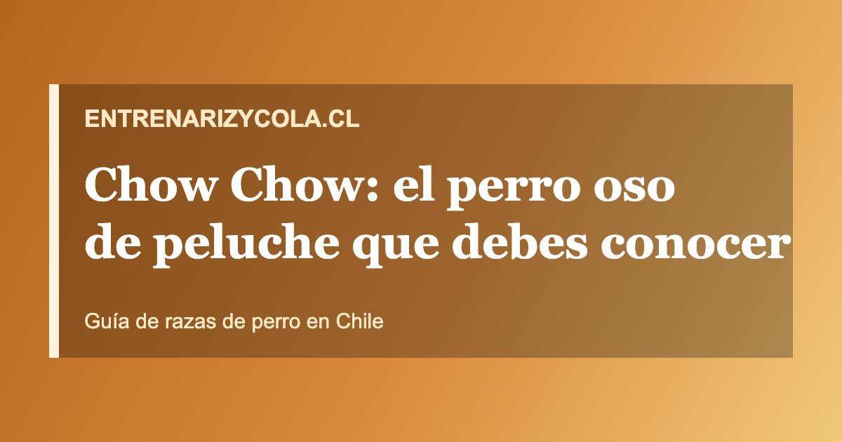 Chow Chow, raza de perro tipo oso de peluche, guía en Chile