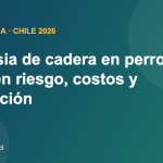 Displasia de cadera en perros en Chile: razas en riesgo, costos y prevención