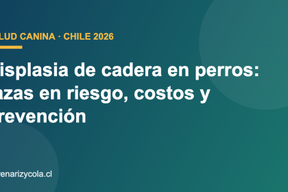 Displasia de cadera en perros en Chile: razas en riesgo, costos y prevención