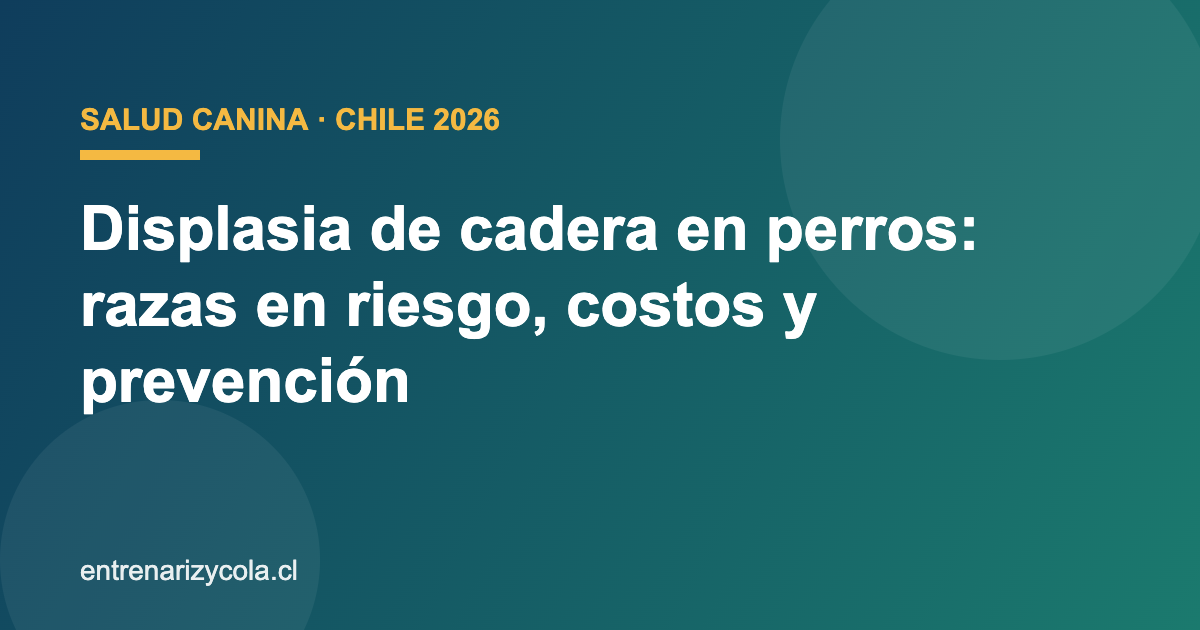 Displasia de cadera en perros en Chile: razas en riesgo, costos y prevención