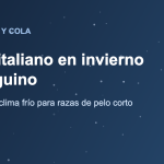 Galgo italiano abrigado en el invierno de Santiago de Chile