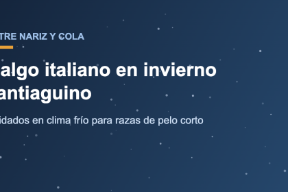 Galgo italiano abrigado en el invierno de Santiago de Chile
