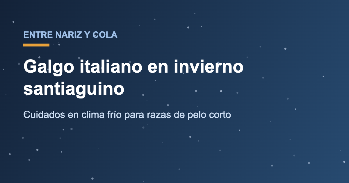 Galgo italiano abrigado en el invierno de Santiago de Chile