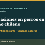 Perro en invierno chileno junto a advertencia sobre raticidas, anticongelante y venenos caseros