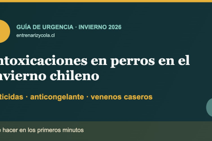 Perro en invierno chileno junto a advertencia sobre raticidas, anticongelante y venenos caseros