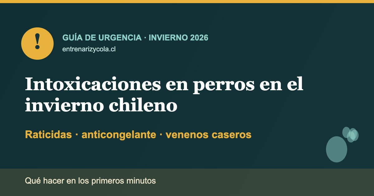 Perro en invierno chileno junto a advertencia sobre raticidas, anticongelante y venenos caseros