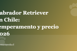 Labrador Retriever en Chile: temperamento y precio 2026