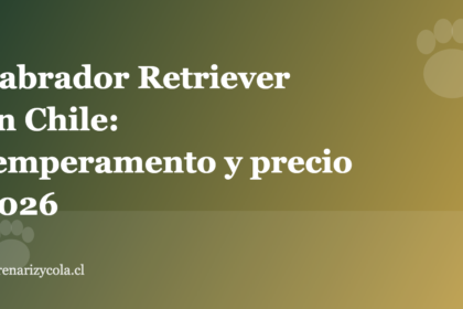 Labrador Retriever en Chile: temperamento y precio 2026