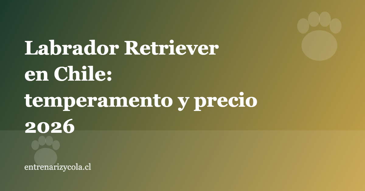 Labrador Retriever en Chile: temperamento y precio 2026