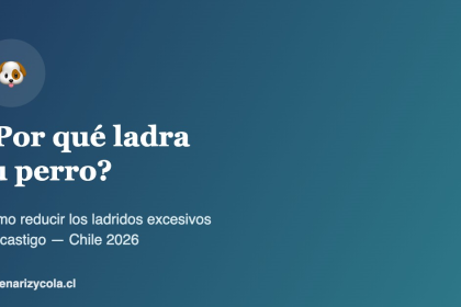 Perro ladrando en un departamento, guía sobre ladridos excesivos en Chile