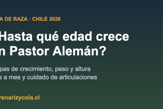 Pastor Alemán cachorro creciendo, etapas de crecimiento en Chile