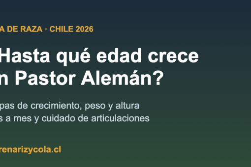 Pastor Alemán cachorro creciendo, etapas de crecimiento en Chile